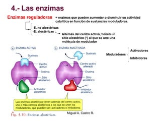 4.- Las enzimas
Enzimas reguladoras = enzimas que pueden aumentar o disminuir su actividad
catalítica en función de sustancias moduladoras.
-E. no alostéricas
-E. alostéricas
Además del centro activo, tienen un
sitio alostérico (*) al que se une una
molécula de modulador
Moduladores
Activadores
Inhibidores
Miguel A. Castro R.
 