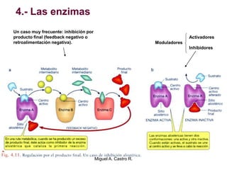 4.- Las enzimas
Moduladores
Activadores
Inhibidores
Un caso muy frecuente: inhibición por
producto final (feedback negativo o
retroalimentación negativa).
Miguel A. Castro R.
 
