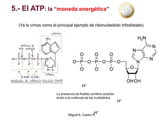 5.- El ATP: la “moneda energética”
(Ya lo vimos como el principal ejemplo de ribonucleótido trifosfatado)
La presencia de fosfato confiere carácter
ácido a la molécula de los nucleótidos
H+
H+
H+
Miguel A. Castro R.
 