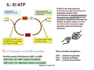 5.- El ATP
También pueden hidrolizarse el ADP y el AMP:
El ATP y las reacciones de
fosforilación y de defosforilación
expuestas actúan como
mecanismos de almacenamiento y
transporte de energía libre en los
procesos metabólicos de todas las
células, es decir, como monedas
de intercambio energético que
permiten todas las funciones
celulares.
Otras monedas energéticas:
UTP … síntesis de glúcidos
CTP … síntesis de lípidos
GTP … síntesis de proteínas
Miguel A. Castro R.
 