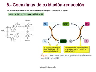 6.- Coenzimas de oxidación-reducción
La mayoría de las oxidorreductasas utilizan como coenzima el NAD+
Miguel A. Castro R.
 