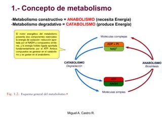 1.- Concepto de metabolismo
-Metabolismo constructivo = ANABOLISMO (necesita Energía)
-Metabolismo degradativo = CATABOLISMO (produce Energía)
Miguel A. Castro R.
 
