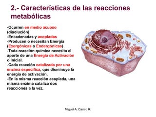 2.- Características de las reacciones
metabólicas
-Ocurren en medio acuoso
(disolución)
-Encadenadas y acopladas
-Producen o necesitan Energía
(Exergónicas o Endergónicas)
-Toda reacción química necesita el
aporte de una Energía de Activación
o inicial.
-Cada reacción catalizada por una
enzima específica, que disminuye la
energía de activación.
-En la misma reacción acoplada, una
misma enzima cataliza dos
reacciones a la vez.
Miguel A. Castro R.
 