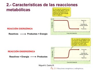 2.- Características de las reacciones
metabólicas
Reactivos Productos + Energía
Reactivos + Energía Productos
REACCIÓN EXERGÓNICA
REACCIÓN ENDERGÓNICA
Miguel A. Castro R.
 