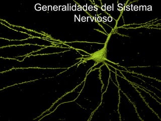 Generalidades del Sistema Nervioso 