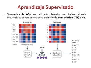 Aprendizaje Supervisado
• Secuencias de ADN con etiquetas binarias que indican si cada
secuencia se centra en una zona de inicio de transcripción (TSS) o no.
 