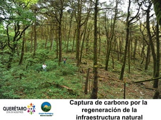 Querétaro
Guanajuato
San Luis
Potosí
Hidalgo
Captura de carbono por la
regeneración de la
infraestructura natural
 