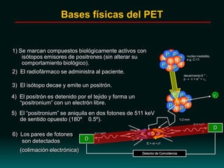 4) El positrón es detenido por el tejido y forma un
“positronium” con un electrón libre.
E = m • c2
3) El isótopo decae y emite un positrón.
e
P
N
N
N
N
P
P
P
PNN
decaimiento ß + :
p n + e+ + e
e+
1-2 mm
5) El “positronium” se aniquila en dos fotones de 511 keV
de sentido opuesto (180º 0.5º).
nucleo inestable,
e.g. C-11
P
N
N
N
N
P
P
P
PNP
1) Se marcan compuestos biológicamente activos con
isótopos emisores de positrones (sin alterar su
comportamiento biológico).
2) El radiofármaco se administra al paciente.
N
6) Los pares de fotones
son detectados
Detector de Coincidencia
D
D
(colimación electrónica)
Bases físicas del PET
 