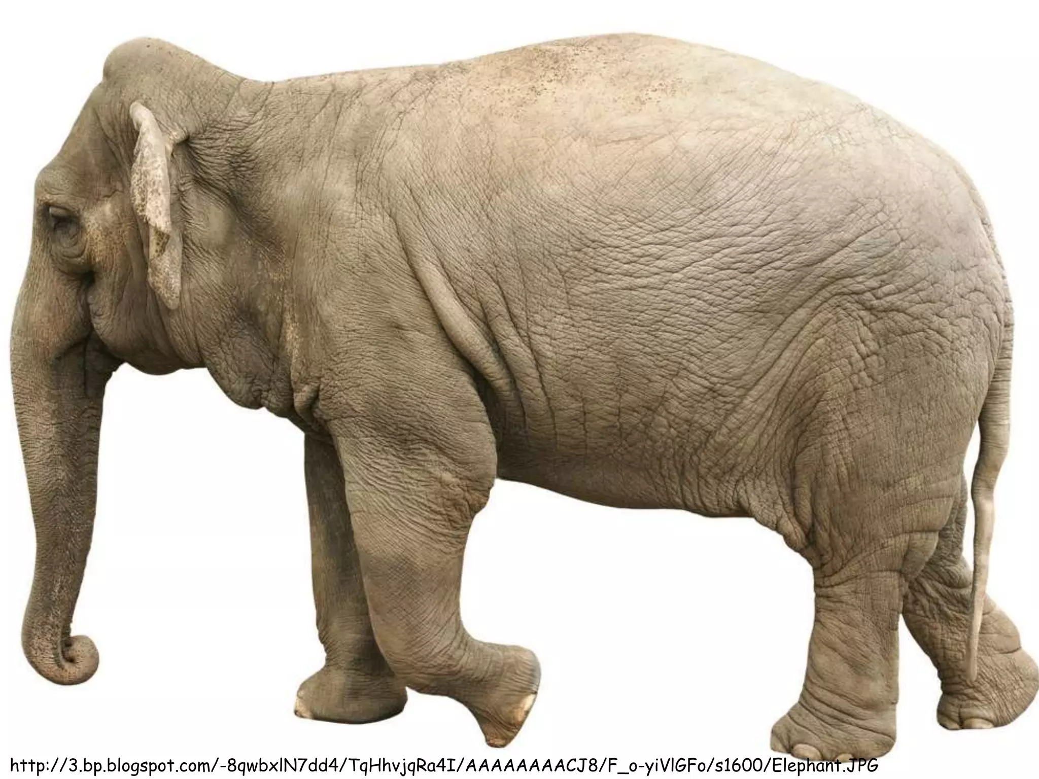http://3.bp.blogspot.com/-8qwbxlN7dd4/TqHhvjqRa4I/AAAAAAAACJ8/F_o-yiVlGFo/s1600/Elephant.JPG
 