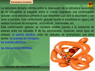 Estructura terciaria 
La estructura terciaria informa sobre la disposición de la estructura secundaria 
de un polipéptido al plegarse sobre sí misma originando una conformación 
globular, es la estructura primaria la que determina cuál será la secundaria y por 
tanto la terciaria. Esta conformación globular facilita la solubilidad en agua y así 
realizar funciones de transporte , enzimáticas , hormonales, etc. 
Esta conformación globular se mantiene estable gracias a la existencia de 
enlaces entre los radicales R de los aminoácidos. Aparecen varios tipos de 
enlaces: el puente disulfuro entre los radicales de aminoácidos que tiene 
azufre. los puentes de hidrógeno, 
los puentes eléctricos 
las interacciones hifrófobas. 
ISAURA MA. NAVARRET E CU 
 