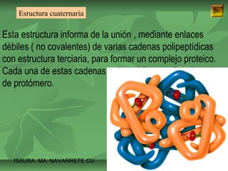Esructura cuaternaria 
Esta estructura informa de la unión , mediante enlaces 
débiles ( no covalentes) de varias cadenas polipeptídicas 
con estructura terciaria, para formar un complejo proteico. 
Cada una de estas cadenas polipeptídicas recibe el nombre 
de protómero. 
ISAURA MA. NAVARRET E CU 
 