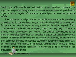 Puesto que sólo asimilamos aminoácidos y no proteínas completas, el 
organismo no puede distinguir si estos aminoácidos provienen de proteínas de 
origen animal o vegetal. Comparando ambos tipos de proteínas podemos 
señalar: 
Las proteínas de origen animal son moléculas mucho más grandes y 
complejas, por lo que contienen mayor cantidad y diversidad de aminoácidos. 
En general, su valor biológico es mayor que las de origen vegetal. Como 
contrapartida son más difíciles de digerir, puesto que hay mayor número de 
enlaces entre aminoácidos por romper. Combinando adecuadamente las 
proteínas vegetales (legumbres con cereales o lácteos con cereales) se puede 
obtener un conjunto de aminoácidos equilibrado. Por ejemplo, las proteínas del 
arroz contienen todos los aminoácidos esenciales, pero son escasas en lisina. Si 
las combinamos con lentejas o garbanzos, abundantes en lisina, la calidad 
biológica y aporte proteico resultante es mayor que el de la mayoría de los 
productos de origen animal. 
ISAURA MA. NAVARRET E CU 
 