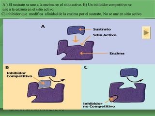 A ) El sustrato se une a la enzima en el sitio activo. B) Un inhibidor competitivo se 
une a la enzima en el sitio activo. 
C) inhibidor que modifica afinidad de la enzima por el sustrato, No se une en sitio activo 
ISAURA MA. NAVARRET E CU 
 
