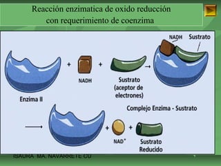 Reacción enzimatica de oxido reducción 
con requerimiento de coenzima 
ISAURA MA. NAVARRET E CU 
 