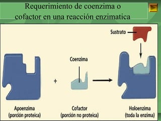 Requerimiento de coenzima o 
cofactor en una reacción enzimatica 
ISAURA MA. NAVARRET E CU 
 