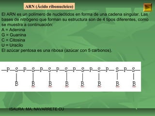 ARN (Ácido ribonucleico) 
El ARN es un polímero de nucleótidos en forma de una cadena singular. Las 
bases de nitrógeno que forman su estructura son de 4 tipos diferentes, como 
se muestra a continuación: 
A = Adenina 
G = Guanina 
C = Citosina 
U = Uracilo 
El azúcar pentosa es una ribosa (azúcar con 5 carbonos). 
ISAURA MA. NAVARRET E CU 
 
