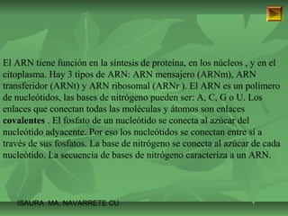 El ARN tiene función en la síntesis de proteína, en los núcleos , y en el 
citoplasma. Hay 3 tipos de ARN: ARN mensajero (ARNm), ARN 
transferidor (ARNt) y ARN ribosomal (ARNr ). El ARN es un polímero 
de nucleótidos, las bases de nitrógeno pueden ser: A, C, G o U. Los 
enlaces que conectan todas las moléculas y átomos son enlaces 
covalentes . El fosfato de un nucleótido se conecta al azúcar del 
nucleótido adyacente. Por eso los nucleótidos se conectan entre sí a 
través de sus fosfatos. La base de nitrógeno se conecta al azúcar de cada 
nucleótido. La secuencia de bases de nitrógeno caracteriza a un ARN. 
ISAURA MA. NAVARRET E CU 
 