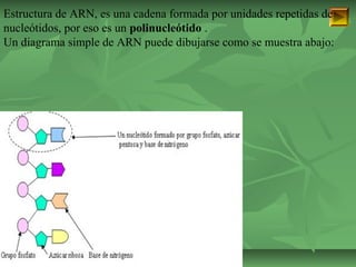 Estructura de ARN, es una cadena formada por unidades repetidas de 
nucleótidos, por eso es un polinucleótido . 
Un diagrama simple de ARN puede dibujarse como se muestra abajo: 
ISAURA MA. NAVARRET E CU 
 