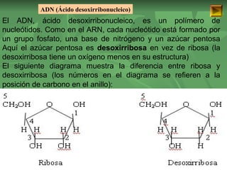 ADN (Ácido desoxirribonucleico) 
El ADN, ácido desoxirribonucleico, es un polímero de 
nucleótidos. Como en el ARN, cada nucleótido está formado por 
un grupo fosfato, una base de nitrógeno y un azúcar pentosa 
Aquí el azúcar pentosa es desoxirribosa en vez de ribosa (la 
desoxirribosa tiene un oxígeno menos en su estructura) 
El siguiente diagrama muestra la diferencia entre ribosa y 
desoxirribosa (los números en el diagrama se refieren a la 
posición de carbono en el anillo): 
ISAURA MA. NAVARRET E CU 
 