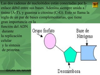 Las dos cadenas de nucleótidos están conectadas por h-enlace 
débil entre sus bases. Adenina siempre unida a 
tinina (A-T), y guanina a citosina (C-G). Esto se llama la 
regla de un par de bases complementarias, que tiene 
gran importancia en la 
función del ADN 
durante 
la replicación 
celular 
y la síntesis 
de proteína. 
ISAURA MA. NAVARRET E CU 
 