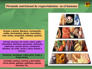 Pirámide nutricional de requerimientos en el humano 
Grasas y dulces. Manteca, mantequilla, 
natilla, mermeladas, jaleas, chocolates, 
miel, tortas, amasados, helados, postres, 
etc. 
Carnes vacunas, de cerdo, cabra, pollo, 
embutidos, fiambres, pescados, mariscos, 
calamares, quesos duros, semiduros, 
blandos, de untar, leche y otros lácteos y 
huevos. 
Verduras, hortalizas, tubérculos, frutas y 
frutas secas. 
Cereales, granos, harinas y derivados: 
Arroz panes, galletas, galletitas, pastas, 
ISAURA MA. NAVARRET E CU 
semolas, etc. 
 