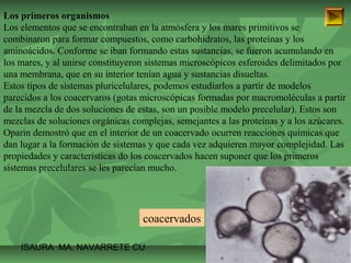Los primeros organismos 
Los elementos que se encontraban en la atmósfera y los mares primitivos se 
combinaron para formar compuestos, como carbohidratos, las proteínas y los 
aminoácidos. Conforme se iban formando estas sustancias, se fueron acumulando en 
los mares, y al unirse constituyeron sistemas microscópicos esferoides delimitados por 
una membrana, que en su interior tenían agua y sustancias disueltas. 
Estos tipos de sistemas pluricelulares, podemos estudiarlos a partir de modelos 
parecidos a los coacervaros (gotas microscópicas formadas por macromoléculas a partir 
de la mezcla de dos soluciones de estas, son un posible modelo precelular). Estos son 
mezclas de soluciones orgánicas complejas, semejantes a las proteínas y a los azúcares. 
Oparin demostró que en el interior de un coacervado ocurren reacciones químicas que 
dan lugar a la formación de sistemas y que cada vez adquieren mayor complejidad. Las 
propiedades y características do los coacervados hacen suponer que los primeros 
sistemas precelulares se les parecían mucho. 
coacervados 
ISAURA MA. NAVARRET E CU 
 