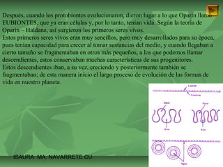 Después, cuando los protobiontes evolucionaron, dieron lugar a lo que Oparin llamo 
EUBIONTES, que ya eran células y, por lo tanto, tenían vida. Según la teoría de 
Oparin – Haldane, así surgieron los primeros seres vivos. 
Estos primeros seres vivos eran muy sencillos, pero muy desarrollados para su época, 
pues tenían capacidad para crecer al tomar sustancias del medio, y cuando llegaban a 
cierto tamaño se fragmentaban en otros más pequeños, a los que podemos llamar 
descendientes, estos conservaban muchas características de sus progenitores. 
Estos descendientes iban, a su vez, creciendo y posteriormente también se 
fragmentaban; de esta manera inicio el largo proceso de evolución de las formas de 
vida en nuestro planeta. 
ISAURA MA. NAVARRET E CU 
 