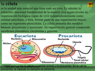 la célula 
es la unidad más esencial que tiene todo ser vivo. Es además la 
estructura funcional fundamental de la materia viva según niveles de 
organización biológica, capaz de vivir independientemente como 
entidad unicelular, o bien, formar parte de una organización mayor, 
como un organismo pluricelular. La célula presenta dos modelos 
básicos: procarionte y eucarionte. Su organización general comprende: 
membrana plasmática, citoplasma y genoma. 
Comparación ISAURA MA. entre NAVARRET la célula E eucariota CU 
animal y la procariota. En la célula 
procariota, la cápsula no siempre se presenta. 
 