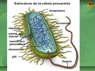 ISAURA MA. NAVARRET E CU 
 