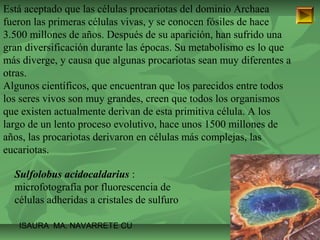 Está aceptado que las células procariotas del dominio Archaea 
fueron las primeras células vivas, y se conocen fósiles de hace 
3.500 millones de años. Después de su aparición, han sufrido una 
gran diversificación durante las épocas. Su metabolismo es lo que 
más diverge, y causa que algunas procariotas sean muy diferentes a 
otras. 
Algunos científicos, que encuentran que los parecidos entre todos 
los seres vivos son muy grandes, creen que todos los organismos 
que existen actualmente derivan de esta primitiva célula. A los 
largo de un lento proceso evolutivo, hace unos 1500 millones de 
años, las procariotas derivaron en células más complejas, las 
eucariotas. 
Sulfolobus acidocaldarius : 
microfotografía por fluorescencia de 
células adheridas a cristales de sulfuro 
ISAURA MA. NAVARRET E CU 
 