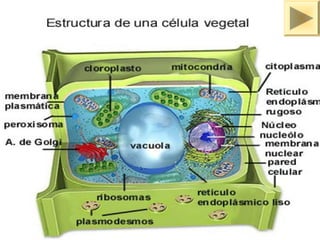 ISAURA MA. NAVARRET E CU 
 