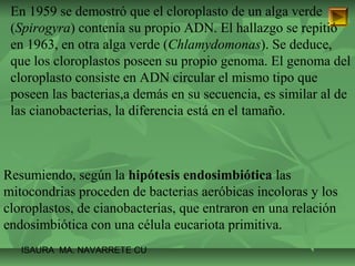 En 1959 se demostró que el cloroplasto de un alga verde 
(Spirogyra) contenía su propio ADN. El hallazgo se repitió 
en 1963, en otra alga verde (Chlamydomonas). Se deduce, 
que los cloroplastos poseen su propio genoma. El genoma del 
cloroplasto consiste en ADN circular el mismo tipo que 
poseen las bacterias,a demás en su secuencia, es similar al de 
las cianobacterias, la diferencia está en el tamaño. 
Resumiendo, según la hipótesis endosimbiótica las 
mitocondrias proceden de bacterias aeróbicas incoloras y los 
cloroplastos, de cianobacterias, que entraron en una relación 
endosimbiótica con una célula eucariota primitiva. 
ISAURA MA. NAVARRET E CU 
 
