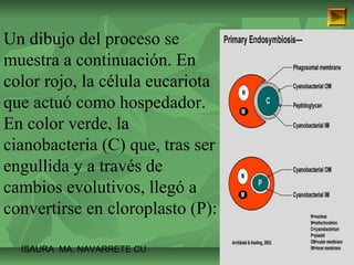 Un dibujo del proceso se 
muestra a continuación. En 
color rojo, la célula eucariota 
que actuó como hospedador. 
En color verde, la 
cianobacteria (C) que, tras ser 
engullida y a través de 
cambios evolutivos, llegó a 
convertirse en cloroplasto (P): 
ISAURA MA. NAVARRET E CU 
 