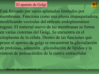 El aparato de Golgi 
Está formado por sacos aplanados limitados por 
membranas. Funciona como una planta empaquetadora, 
modificando vesículas del retículo endoplasmático 
rugoso. El material nuevo de las membranas se forma 
en varias cisternas del Golgi. Se encuentra en el 
citoplasma de la célula. Dentro de las funciones que 
posee el aparato de golgi se encuentran la glicosilación 
de proteínas, selección , glicosilación de lípidos y la 
síntesis de polisacáridos de la matriz extracelular 
ISAURA MA. NAVARRET E CU 
 