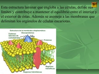 Esta estructura laminar que engloba a las células, define sus 
límites y contribuye a mantener el equilibrio entre el interior y 
el exterior de éstas. Además se asemeja a las membranas que 
delimitan los orgánulos de células eucariotas. 
ISAURA MA. NAVARRET E CU 
 