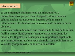 citoesqueleto 
es un entramado tridimensional de microtúbulos y 
microfilamentos que proveen el soporte interno para las 
células, anclan las estructuras internas de la misma e 
intervienen en los fenómenos de movimiento celular y en su 
división. 
Es una estructura dinámica que mantiene la forma de la célula, 
facilita la movilidad celular (usando estructuras como los 
cilios y los flagelos), y desempeña un importante papel tanto 
en el transporte intracelular (por ejemplo, los movimientos de 
vesículas y orgánulos) y en la división celular. 
ISAURA MA. NAVARRET E CU 
 