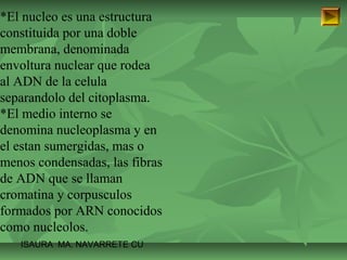 *El nucleo es una estructura 
constituida por una doble 
membrana, denominada 
envoltura nuclear que rodea 
al ADN de la celula 
separandolo del citoplasma. 
*El medio interno se 
denomina nucleoplasma y en 
el estan sumergidas, mas o 
menos condensadas, las fibras 
de ADN que se llaman 
cromatina y corpusculos 
formados por ARN conocidos 
como nucleolos. 
ISAURA MA. NAVARRET E CU 
 