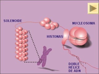 ISAURA MA. NAVARRET E CU 
 