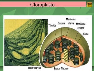 Cloroplasto 
ISAURA MA. NAVARRET E CU 
 