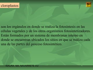 cloroplastos 
son los orgánulos en donde se realiza la fotosíntesis en las 
células vegetales y de los otros organismos fotosintetizadores. 
Están formados por un sistema de membranas interno en 
donde se encuentran ubicados los sitios en que se realiza cada 
una de las partes del proceso fotosintético. 
ISAURA MA. NAVARRET E CU 
 