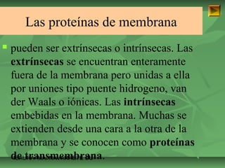 Las proteínas de membrana 
 pueden ser extrínsecas o intrínsecas. Las 
extrínsecas se encuentran enteramente 
fuera de la membrana pero unidas a ella 
por uniones tipo puente hidrogeno, van 
der Waals o iónicas. Las intrínsecas 
embebidas en la membrana. Muchas se 
extienden desde una cara a la otra de la 
membrana y se conocen como proteínas 
de ISAURA transmembrana. 
MA. NAVARRET E CU 
 