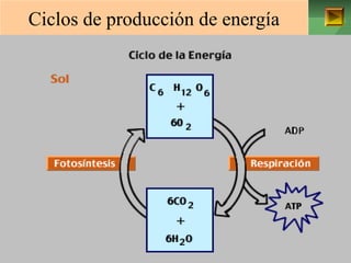 Ciclos de producción de energía 
ISAURA MA. NAVARRET E CU 
 