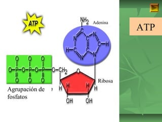 Agrupación de 
fosfatos 
ISAURA MA. NAVARRET E CU 
ATP 
Adenina 
Ribosa 
Agrupación de 
fosfAatgorsupación de fosfatos 
 