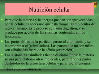 Nutrición celular 
 Para que la materia y la energía puedan ser aprovechadas 
por la célula, es necesario que ésta rompa las moléculas de 
menor tamaño. Este proceso se llama digestión, y se 
produce por acción de las enzimas contenidas en los 
lisosomas. 
 Las partes útiles de la partícula pasan al citoplasma y se 
incorporan a él (asimilación). Las partes que no son útiles 
son eliminadas fuera de la célula (excreción). 
 Las sustancias asimiladas tienen distintos fines: la materia 
se usa para elaborar otras moléculas, para reponer partes 
destruidas de la estructura celular y para liberar energía 
ISAURA MA. NAVARRET E CU 
 