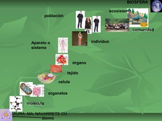 tejido 
organelos 
ISAURA MA. NAVARRET E CU 
átomo 
celula 
órgano 
Aparato o 
sistema 
individuo 
población 
BIOSFERA 
ecosistema 
molécula 
comunidad 
 