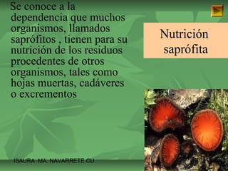 ISAURA MA. NAVARRET E CU 
Nutrición 
saprófita 
Se conoce a la 
dependencia que muchos 
organismos, llamados 
saprófitos , tienen para su 
nutrición de los residuos 
procedentes de otros 
organismos, tales como 
hojas muertas, cadáveres 
o excrementos 
 