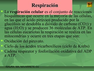 RReessppiirraacciióónn 
 La respiración celular es el conjunto de reacciones 
bioquímicas que ocurre en la mayoría de las células, 
en las que el ácido pirúvico producido por la 
glucólisis se desdobla a dióxido de carbono (CO2) y 
agua (H2O) y se producen 36 moléculas de ATP. En 
las células eucariotas la respiración se realiza en las 
mitocondrias y ocurre en tres etapas que son: 
 Oxidación del piruvato. 
 Ciclo de los ácidos tricarboxílicos (ciclo de Krebs) 
 Cadena respirator y fosforilación oxidativa del ADP 
a ATP. 
ISAURA MA. NAVARRET E CU 
 