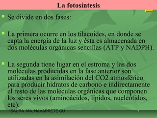 La fotosíntesis 
 Se divide en dos fases: 
 La primera ocurre en los tilacoides, en donde se 
capta la energía de la luz y ésta es almacenada en 
dos moléculas orgánicas sencillas (ATP y NADPH). 
 La segunda tiene lugar en el estroma y las dos 
moléculas producidas en la fase anterior son 
utilizadas en la asimilación del CO2 atmosférico 
para producir hidratos de carbono e indirectamente 
el resto de las moléculas orgánicas que componen 
los seres vivos (aminoácidos, lípidos, nucleótidos, 
etc). 
ISAURA MA. NAVARRET E CU 
 