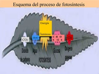 Esquema del proceso de fotosíntesis 
Energía 
luminosa 
C H O 
6 12 6 H2O O2 CO2 
ISAURA MA. NAVARRET E CU 
 