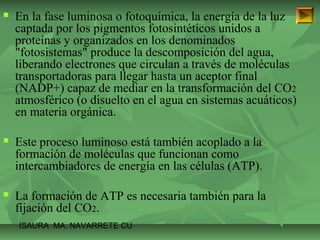  En la fase luminosa o fotoquímica, la energía de la luz 
captada por los pigmentos fotosintéticos unidos a 
proteínas y organizados en los denominados 
"fotosistemas" produce la descomposición del agua, 
liberando electrones que circulan a través de moléculas 
transportadoras para llegar hasta un aceptor final 
(NADP+) capaz de mediar en la transformación del CO2 
atmosférico (o disuelto en el agua en sistemas acuáticos) 
en materia orgánica. 
 Este proceso luminoso está también acoplado a la 
formación de moléculas que funcionan como 
intercambiadores de energía en las células (ATP). 
 La formación de ATP es necesaria también para la 
fijación del CO2. 
ISAURA MA. NAVARRET E CU 
 